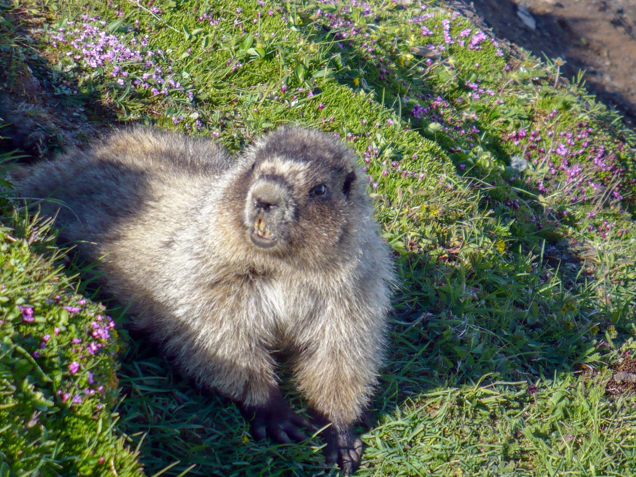 Top of Mt. Juneau.  Pissed critter.