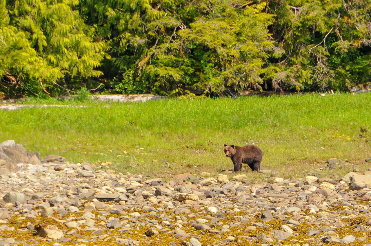 Grizzly bear, Misty Fjord