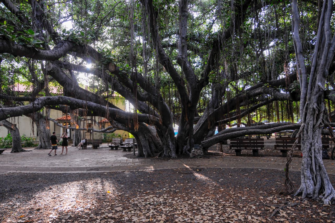 Banyan Tree, Lahaina